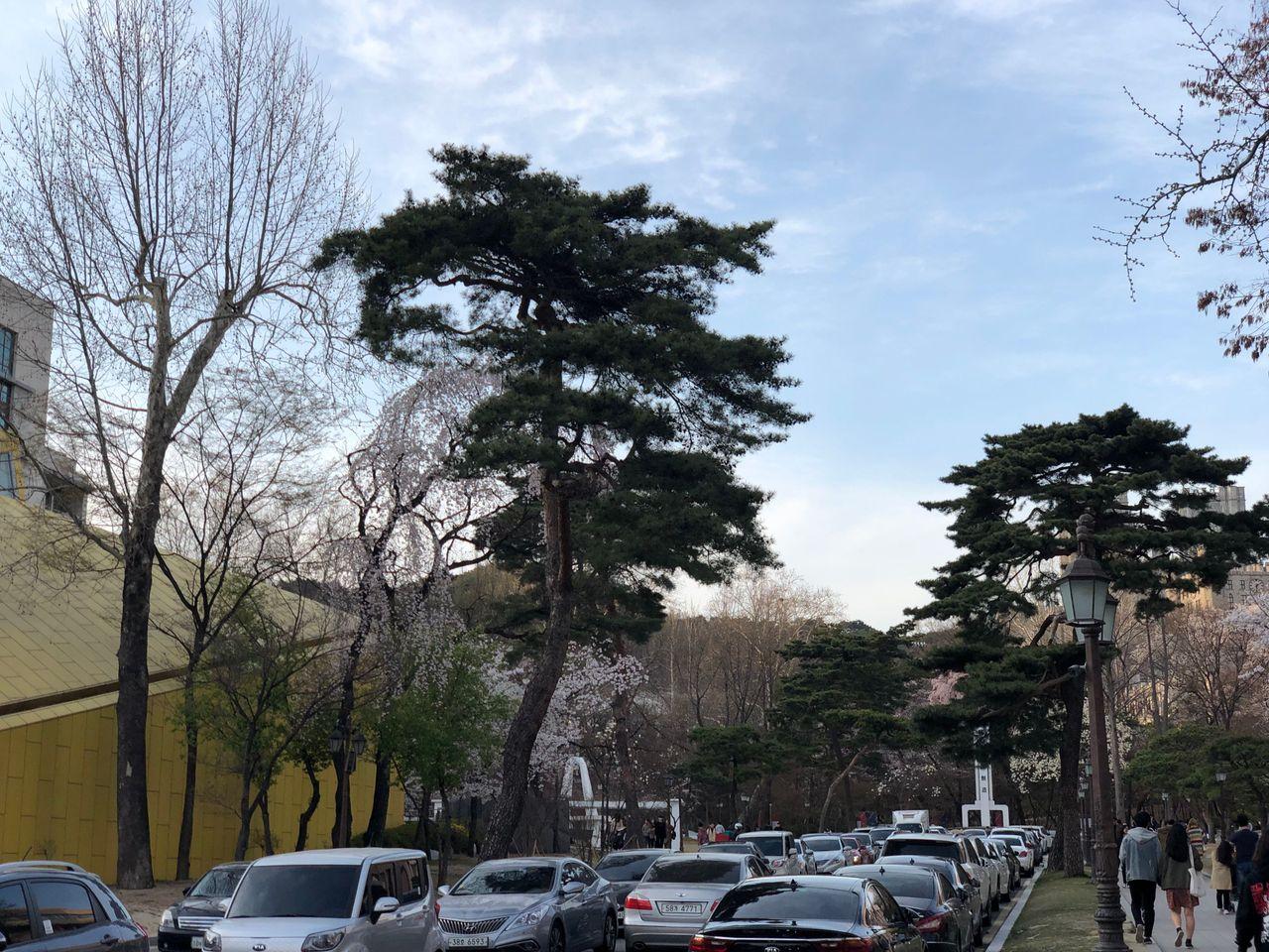 Take a walk on Kyung Hee campus with European architecture and cherry blossoms